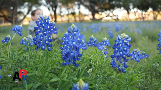 Texas Bluebonnets, Kessler Stealth Slider